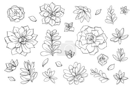 Illustration for Set of objects flowers succulents cacti graphics sketch illustration vector - Royalty Free Image