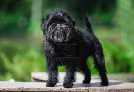 Téléchargez les photos : Petite affenpinscher noire dans le parc - en image libre de droit
