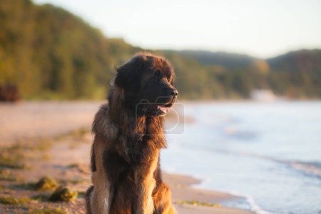Photo for Beautiful big dog breed leonberger - Royalty Free Image