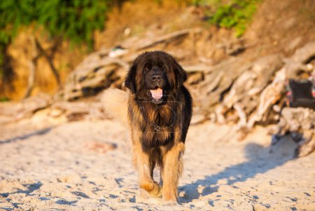 Photo for Beautiful big dog breed leonberger - Royalty Free Image