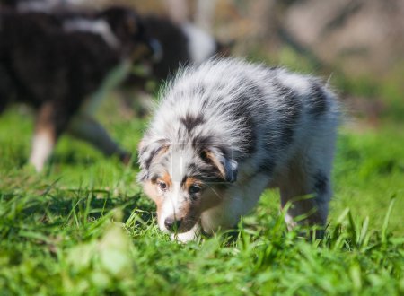 Photo for Funny Australian Shepherd puppies playing in the park - Royalty Free Image