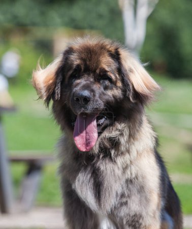 Photo for Beautiful dog breed Leonberger in the park - Royalty Free Image