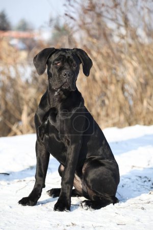 Téléchargez les photos : Beautiful dog breed Italian Cane Corso - en image libre de droit