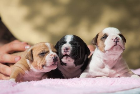 Photo for Newborn American Staffordshire Pit Bull Terrier puppies - Royalty Free Image