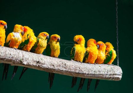 Téléchargez les photos : Aratinga colorful parrot in the park - en image libre de droit