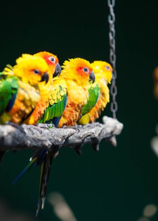 Téléchargez les photos : Aratinga perroquet coloré dans le parc - en image libre de droit