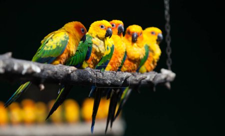 Téléchargez les photos : Aratinga perroquet coloré dans le parc - en image libre de droit