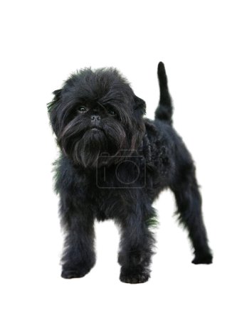 Photo for Affenpinscher isolate on white background - Royalty Free Image