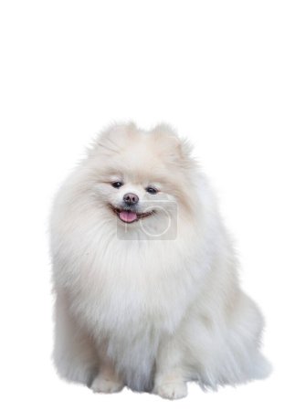 Foto de Pomeranian spitz aislado sobre fondo blanco - Imagen libre de derechos