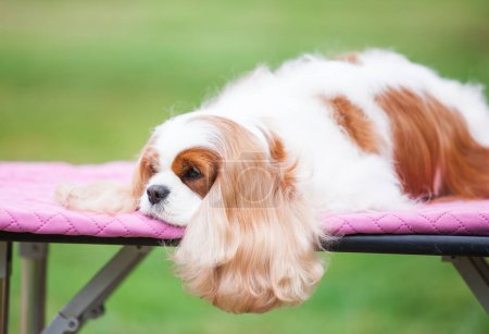 Photo for Cavalier King Charles Spaniel in the park portrait - Royalty Free Image
