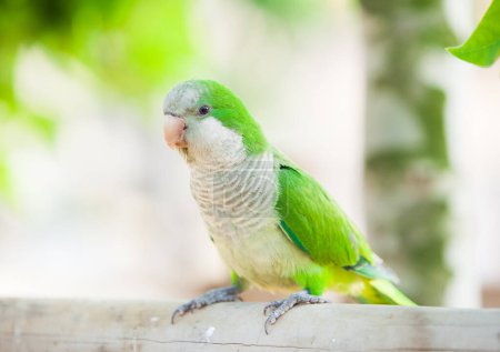 Grüner Papagei, Kalita-Mönche im Park