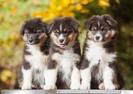 Photo for Three Australian Shepherd puppies in the park - Royalty Free Image