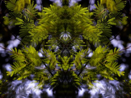 Photo for Psychedelic Green Foliage from the Woods, Symmetrical Kaleidoscope Mirror, Abstract Background. - Royalty Free Image