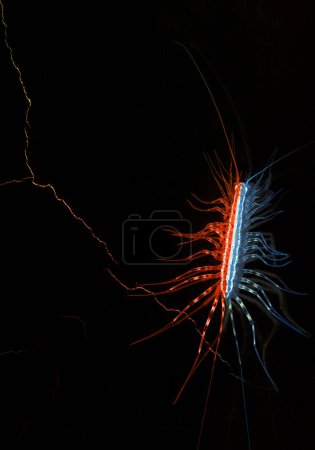 Photo for Thermal Night Vision of a Scutigera Coleoptrata a common home Centipede, with a black background with empty room for text. - Royalty Free Image