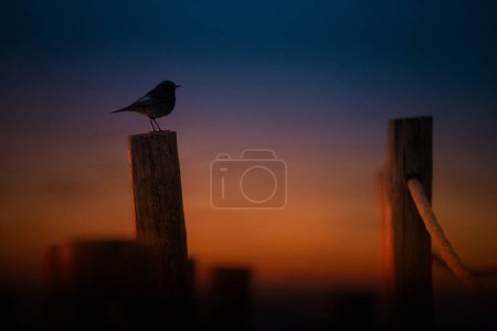 A little black redstart standing in the beach walkway during a beautiful sunset on a windy day, Apulia beach, Portugal.