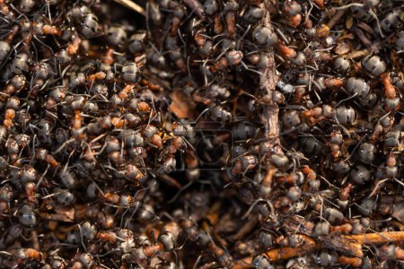 Téléchargez les photos : Vue rapprochée sur les grandes fourmis de feu de forêt qui travaillent. Fourmilière dans la scène forestière. Ant-hill - en image libre de droit