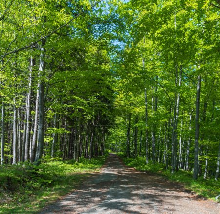 Foto de Camino en la primavera fresca bosque caducifolio cerca de Ropicnik entre Ropicka y Godula en Moravskoslezske Montañas Beskydy - Imagen libre de derechos