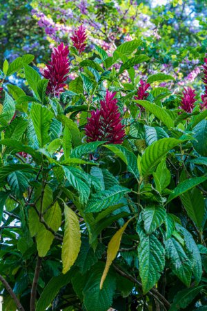 Flowering Megaskepasma erythrochlamys Lindau shrub in Funchal city in Madeira