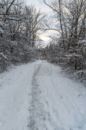 Téléchargez les photos : Paysage hivernal avec arbres gelés et naroow sentier couvert de neige dans la ville de Karvina en République tchèque - en image libre de droit