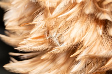 Foto de Las plumas de pollo están atadas en una pluma de madera para su limpieza. Hermosas plumas abstractas y suave textura de plumas amarillas. - Imagen libre de derechos