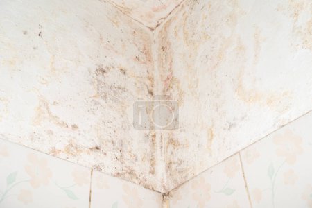 Photo for Toxic mold growth. Damp water damaged building. mold in the corner of your bathroom. Water damage building interior. - Royalty Free Image