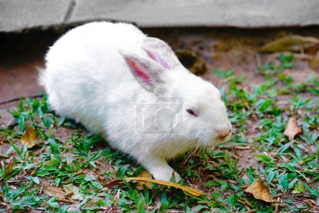 Photo for White rabbit on outdoors green grass. easter bunny with pink big ears in the garden - Royalty Free Image