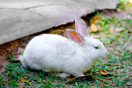 Photo for White rabbit on outdoors green grass. easter bunny with pink big ears in the garden - Royalty Free Image