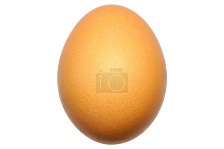 Photo for Close up of One brown chicken egg isolated on white background. Easter egg. Single hen raw egg. Natural nutrition food. Healthy ingredient meal protein product. - Royalty Free Image