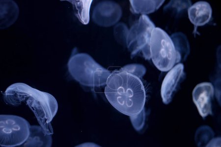Photo for Group of transparent jelly fish glowing in the dark. Jellyfish swim through the dark ocean. Dangerous jellyfish background - Royalty Free Image