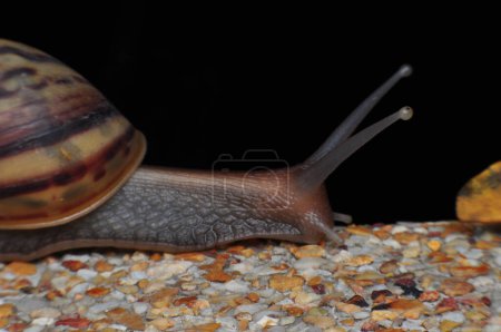 Photo for Closeup of garden snail with a striped shell on sand stone floor. A large brown mollusk with a brown striped shell. Macro of Roman snail head with antenna. - Royalty Free Image