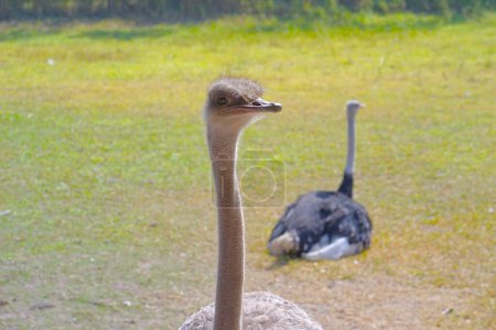 Photo for Close up portrait of ostrich head and blurry ostrich in background. Simply ostrich or Common ostrich or Struthio camelus is a species of large flightless bird native to certain large areas of Africa. - Royalty Free Image