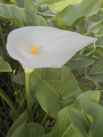 Zantedeschia aethiopica, also called lily or calla lilies, garden flowers