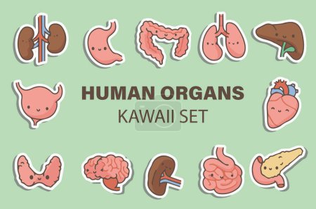 Photo for Set of human organs - Royalty Free Image