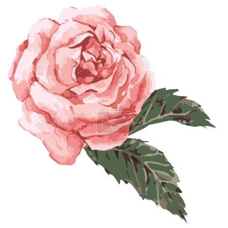 Illustration for Pink rose vector illustration - Royalty Free Image