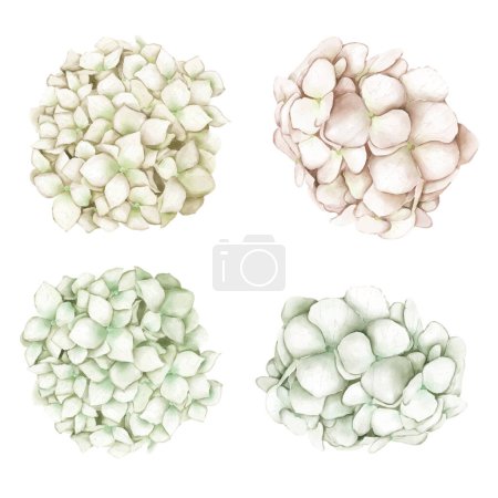 Illustration for Collection of fresh flowers  on white background - Royalty Free Image