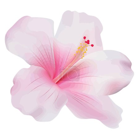 Illustration for Hibiscus flower on white - Royalty Free Image