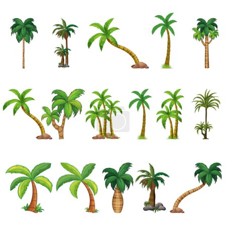 Téléchargez les illustrations : Diversité des palmiers sur fond blanc - en licence libre de droit