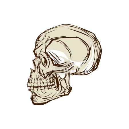Illustration for Vintage skull sketch side profile. Vector illustration for tshirt, website, print, clip art, poster and print on demand merchandise. - Royalty Free Image