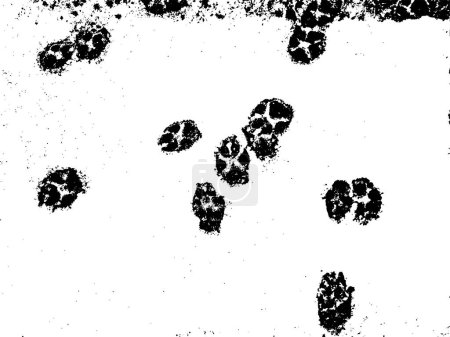 Illustration for Vector grunge texture of dog paw prints on wet snow. Using the effect of distress, weathering, chips, scuffs, dust, dirt, large and small grains. For backgrounds in vintage style, overlay, stencil - Royalty Free Image