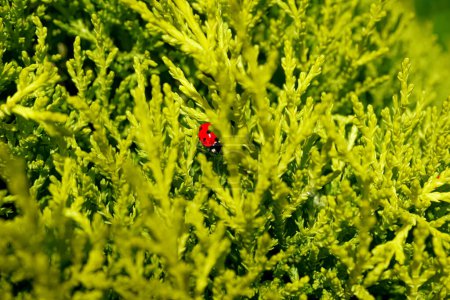 Rote Marienkäfer in Cipress