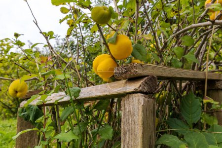 Téléchargez les photos : Quinces jaunes dans un buisson vert avec une clôture en bois - en image libre de droit