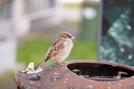 Téléchargez les photos : Un petit oiseau brun se tient sur une poubelle sur un fond flou - en image libre de droit