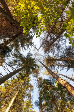 Téléchargez les photos : Vue du bas vers le haut avec des arbres verts dans la forêt et un ciel bleu clair - en image libre de droit