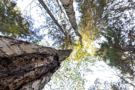 Téléchargez les photos : Vue du bas vers le haut avec des arbres verts dans la forêt et un ciel bleu clair - en image libre de droit