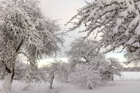 Téléchargez les photos : Snow covered tree branches on winter day with sky background - en image libre de droit