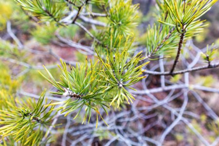 Téléchargez les photos : Close-up of nature scene with pine tree needles branch - en image libre de droit