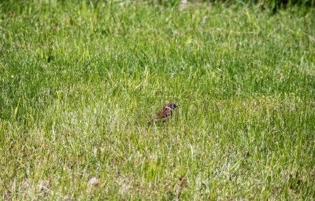 Photo for Small green grass with a brown little bird in the center of the frame - Royalty Free Image