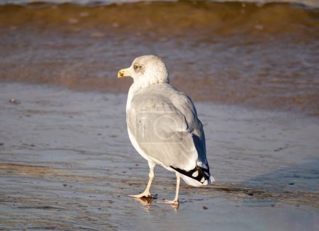 Photo for Herring Gull (Larus argentatus) walking on blue sea and brown sea sand on a sunny day - Royalty Free Image