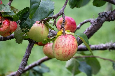 Photo for Autumn apples on an apple tree branch - Royalty Free Image