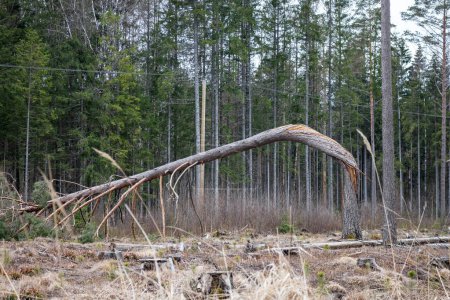 Foto de Un pino roto en una tormenta sobre un fondo del bosque - Imagen libre de derechos